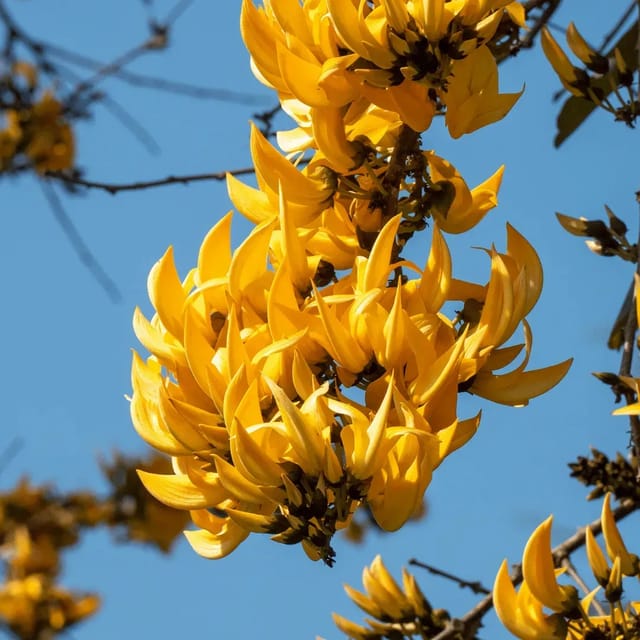 Plants Villa - Butea Monosperma Palash Flower Plant Yellow Plants Villa - Butea Monosperma Palash Flower Plant Yellow