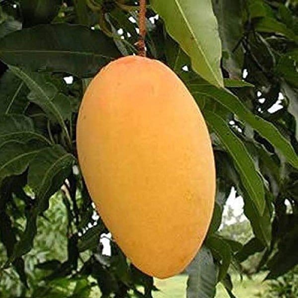 Plants Villa - Mallika Grafted Mango Fruit Plant Plants Villa - Mallika Grafted Mango Fruit Plant