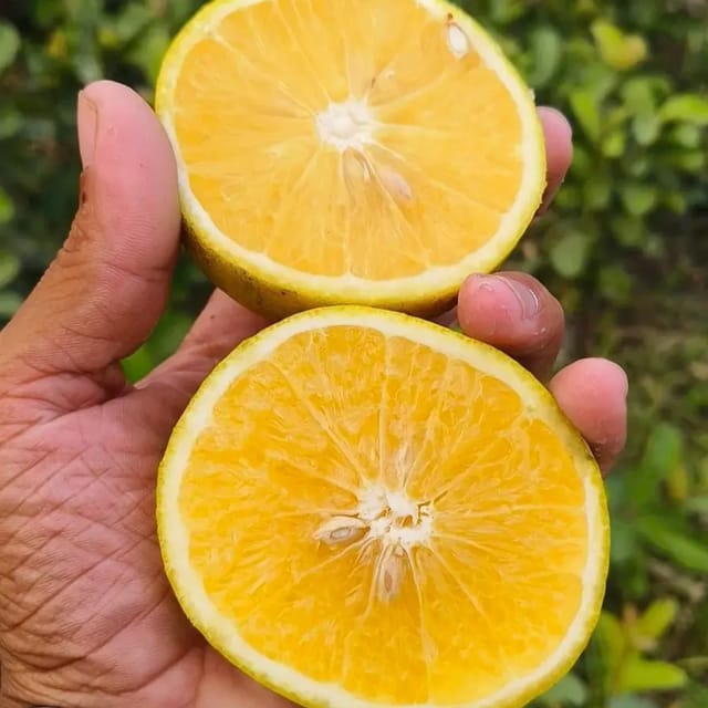 Plants Villa - Alltime Yellow Malta Grafted & Hybrid Fruit Plant