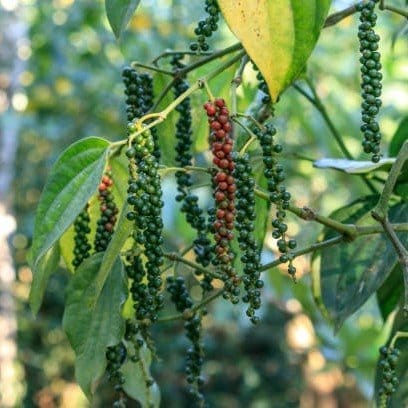 Plants Villa - Black Pepper Live Plant (Kali Mirch)