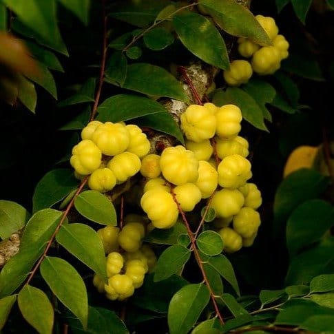 Plants Villa - Star Gooseberry Amla Grafted & Hybrid Fruit Plant