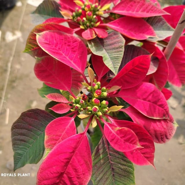 Plants Villa - Poinsettias Pata Bahari Live Plant Red