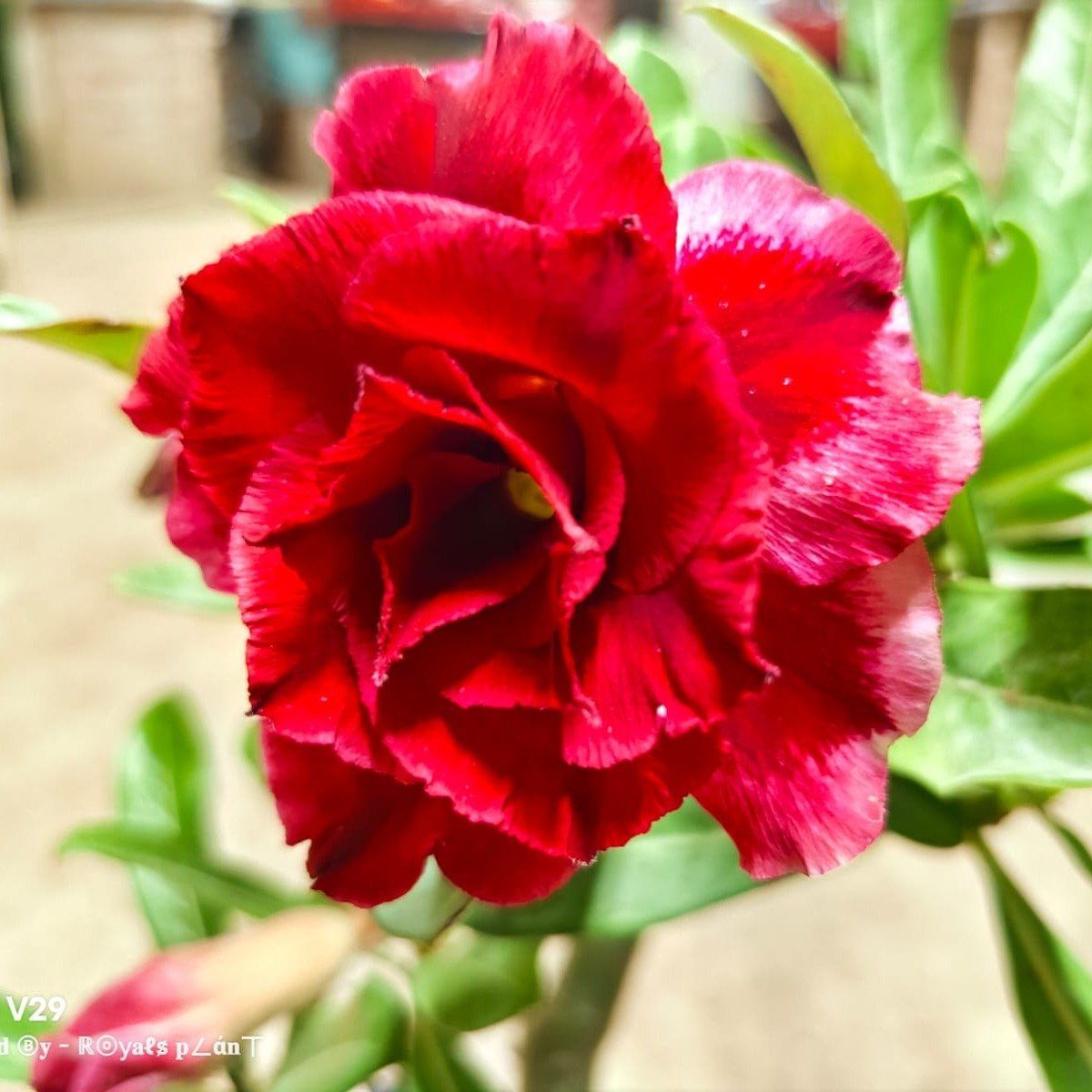 Plants Villa - Rosey Adenium Grafted Flower Plant Red