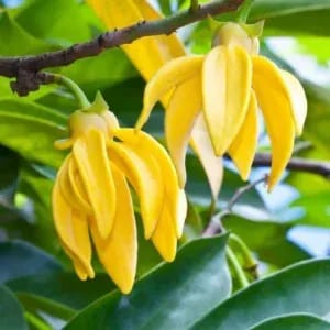 Plants Villa - Champa Flower Plant Yellow (Artabotrys Hexapetalushari) Plants Villa - Champa Flower Plant Yellow (Artabotrys Hexapetalushari)