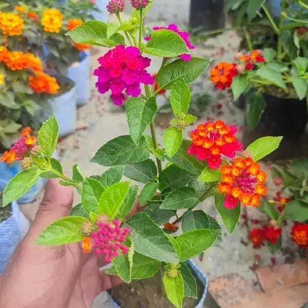 Plants Villa - Lantana Colours Changing Flower Plant Plants Villa - Lantana Colours Changing Flower Plant