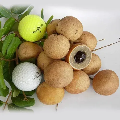 Plants Villa - Ping Pong Longan | Grafted Fruit Plant