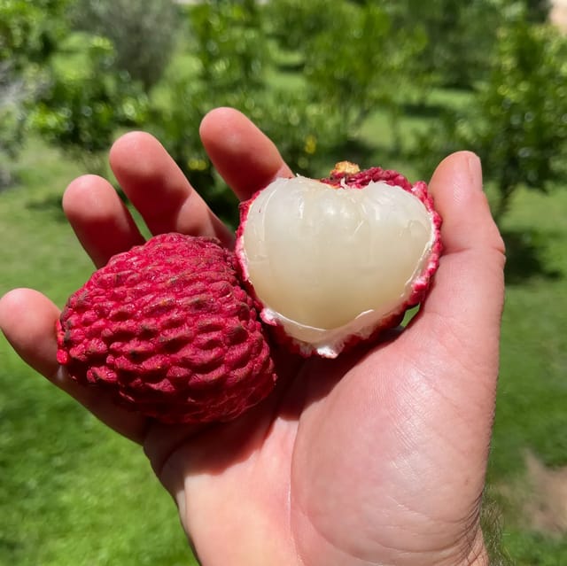 Plants Villa - Gaint Litchi Grafted &Hybrid Fruit Plant (Lychee)