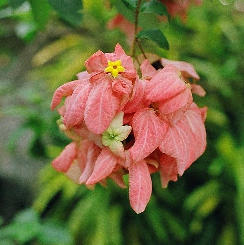 Plants Villa - Mussaenda Philippica Flower Plant Pink