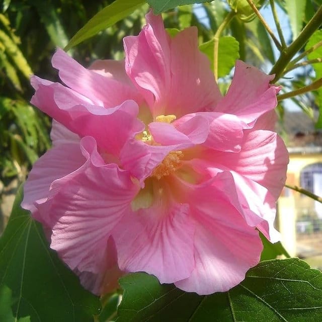 Plants Villa - Land Lotus Thoka Variety Flower Plant Pink Plants Villa - Land Lotus Thoka Variety Flower Plant Pink