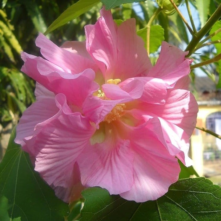 Plants Villa - Land Lotus Thoka Variety Flower Plant Pink