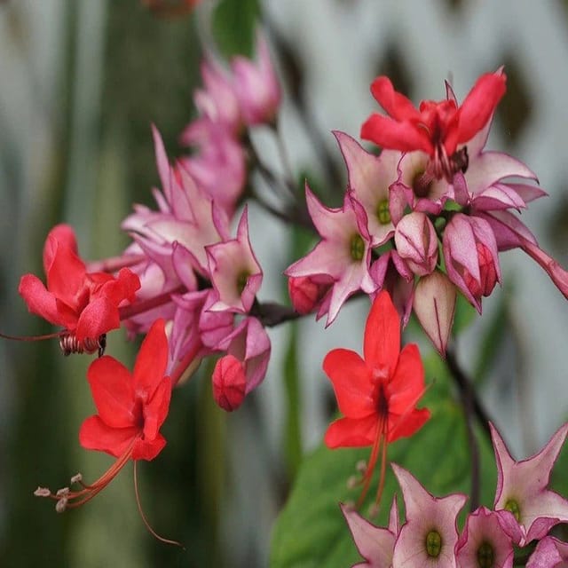 Plants Villa - Bleeding Heart Vine Flower Plant Red Plants Villa - Bleeding Heart Vine Flower Plant Red