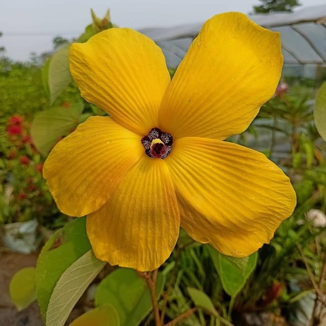 Plants Villa - Land Lotus Flower Plant Yellow