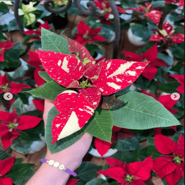 Plants Villa - Verigated Poinsettias Pata Bahari Live Plant Plants Villa - Verigated Poinsettias Pata Bahari Live Plant