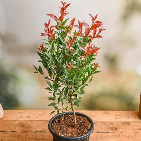 Plants Villa - Syzygium Christina Tropical Live Plant
