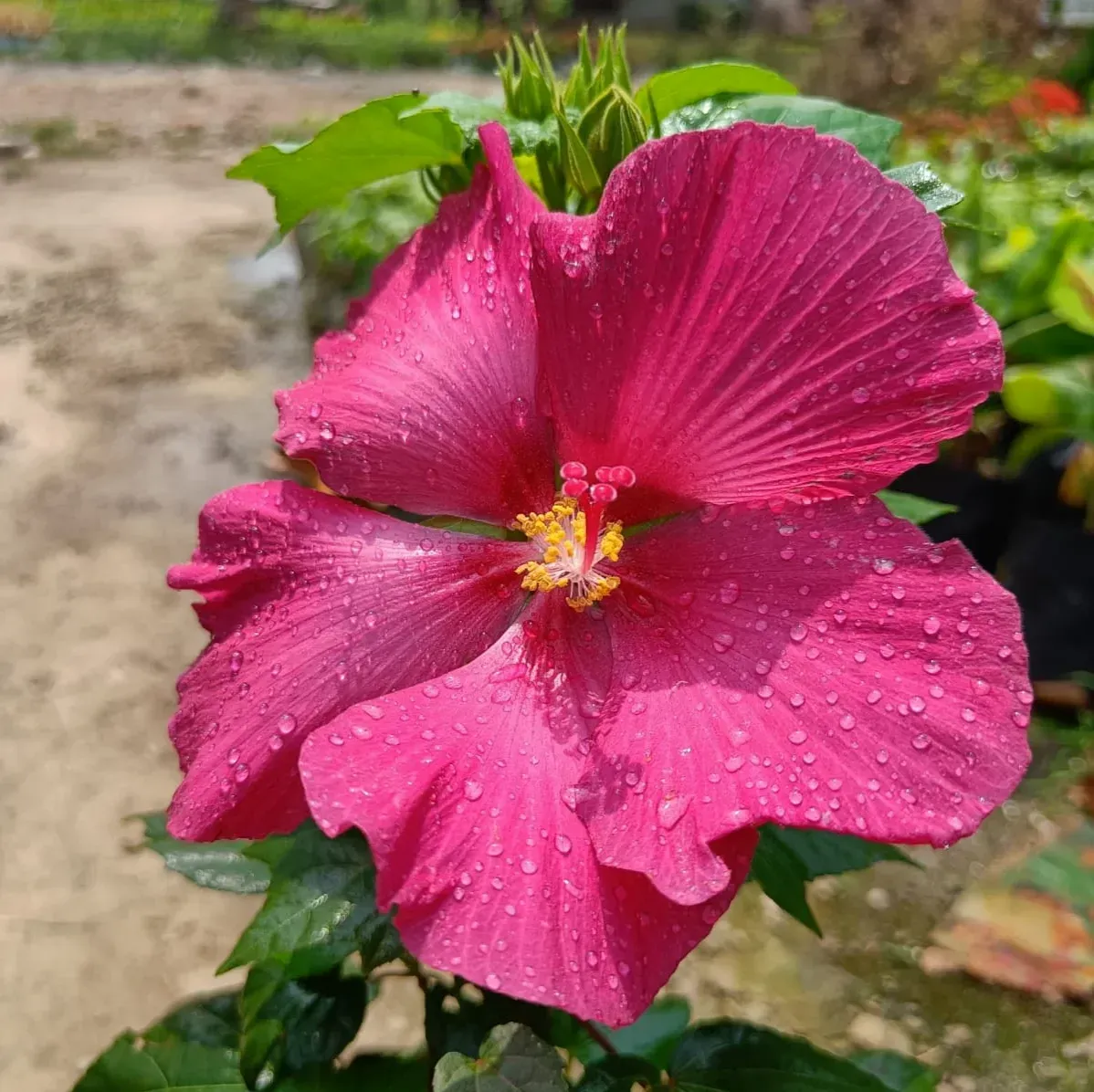 Plants Villa - Land Lotus Flower Plant Red