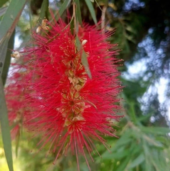 Plants Villa - Dwarf Variety Bottle Brush Flower Plant Red Plants Villa - Dwarf Variety Bottle Brush Flower Plant Red