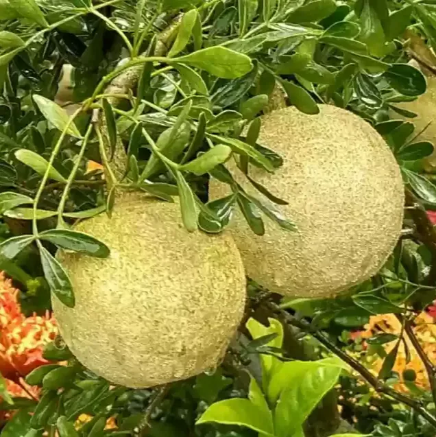 Plants Villa - Wood Apple Grafted Fruit Plant (Kotbel)
