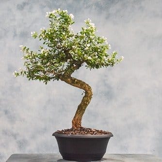 Plants Villa - White Blue Bell Bonsai Plant