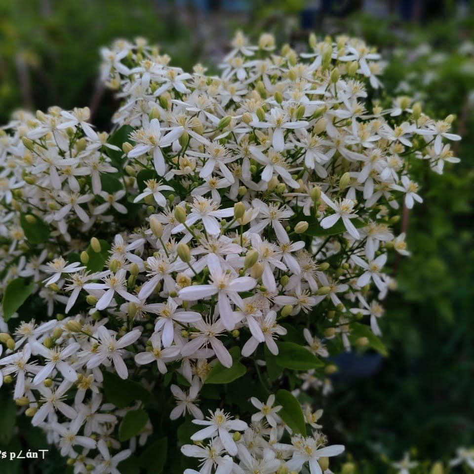 Plants Villa - Aromatic Jui | Jasmine Flower Plant White
