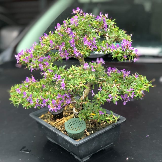 Plants Villa - Blue Bell Bonsai Plant