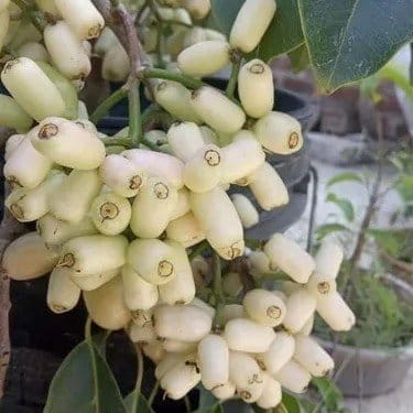 Plants Villa - Thai Variety white Jamun Grafted & Hybrid Fruit Plant