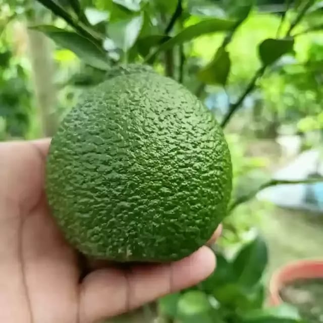 Plants Villa - Pakistani Malta Grafted & Hybrid Fruit Plant Plants Villa - Pakistani Malta Grafted & Hybrid Fruit Plant