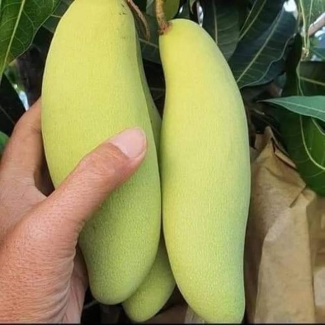 Plants Villa - Banana Mango | Grafted Fruit Plant
