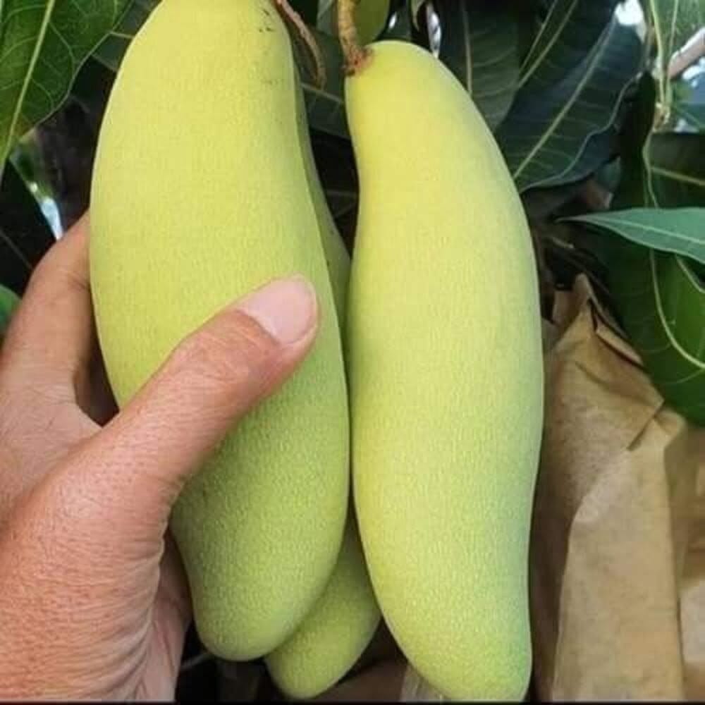 Plants Villa - Banana Mango | Grafted Fruit Plant