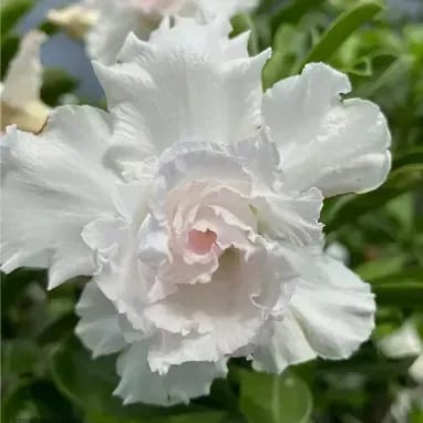 Plants Villa - Desert Rose Adenium Grafted Flower Plant White Plants Villa - Desert Rose Adenium Grafted Flower Plant White