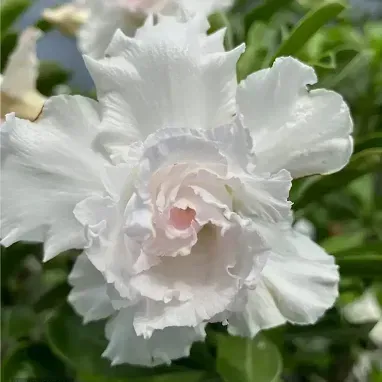 Plants Villa - Desert Rose Adenium Grafted Flower Plant White