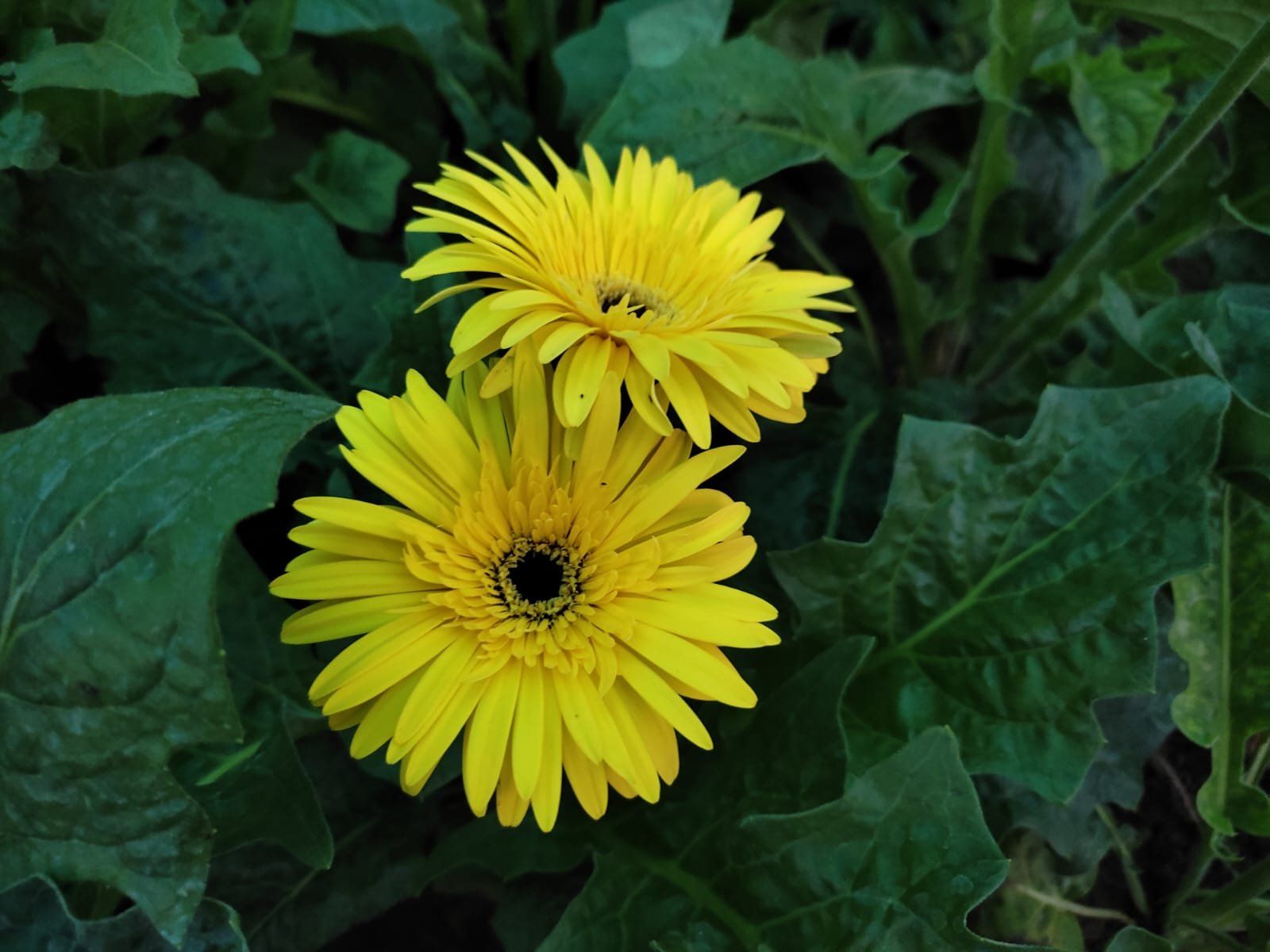 Plants Villa - Hybrid Gerbera Flower Plant Yellow