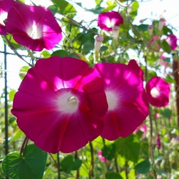 Plants Villa - Morning Golory Flower Plant Red