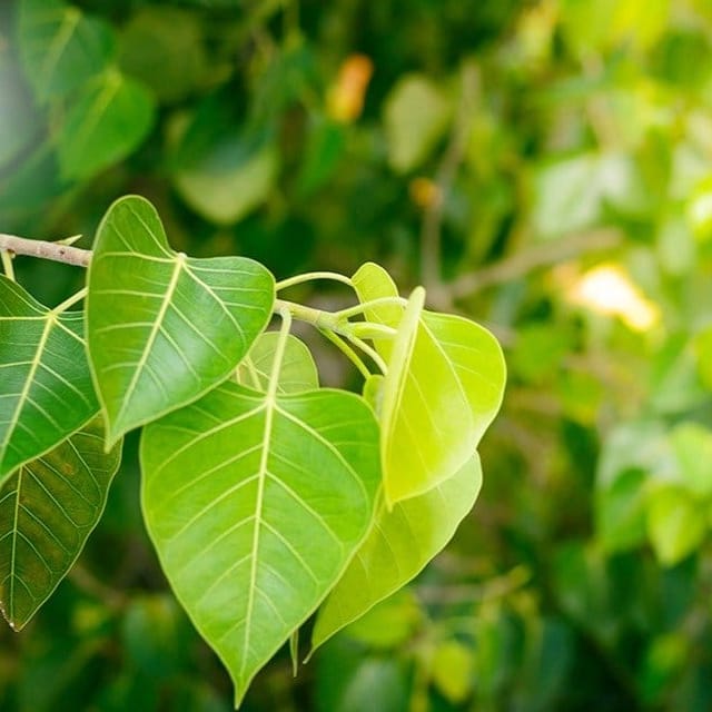 Plants Villa - Peepal Ashwath Live Plant