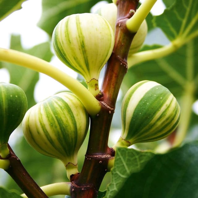 Plants Villa - Verigated Fig Hybrid Fruit Plant Plants Villa - Verigated Fig Hybrid Fruit Plant
