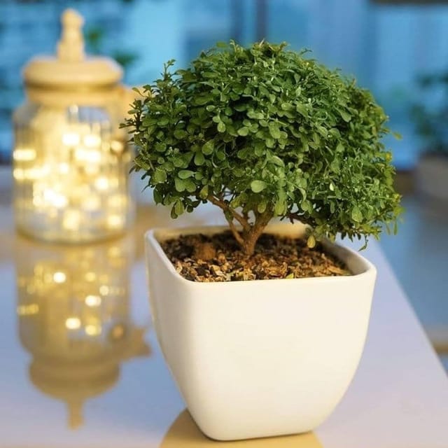 Plants Villa - Table Top Kamini Live Plant