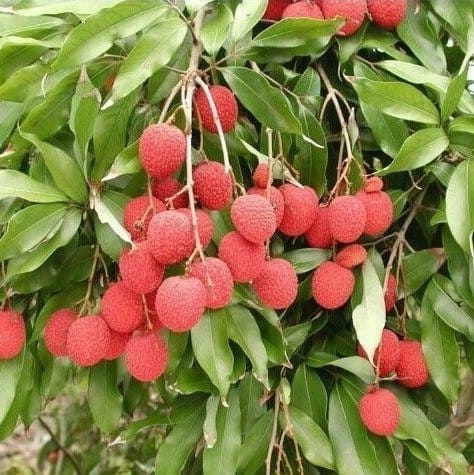 Plants Villa - Atha Bombay Litchi Fruit Plant (Lychee) Plants Villa - Atha Bombay Litchi Fruit Plant (Lychee)