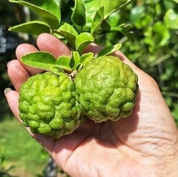 Plants Villa - Kaffir Lemon Grafted & Hybrid Fruit Plant