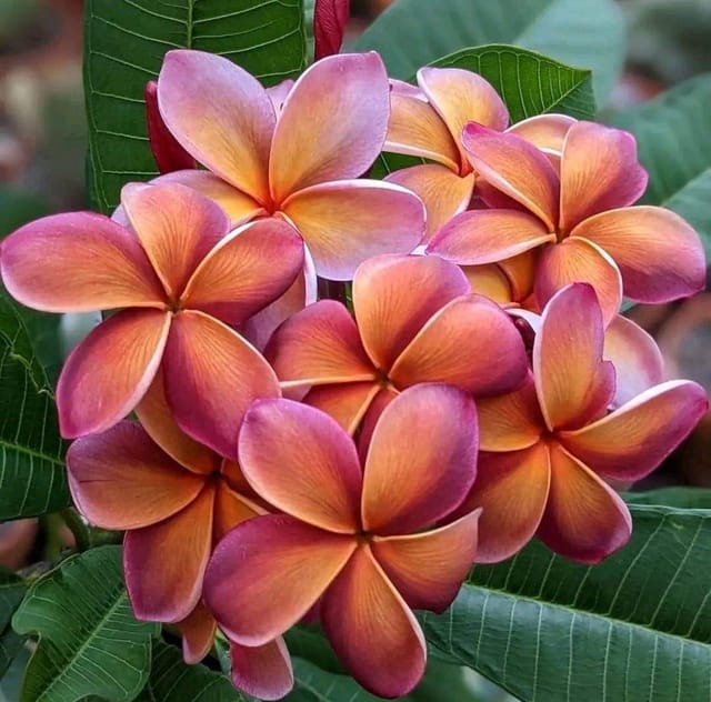 Plants Villa - Dwarf Variety Pulmeria Flower Plant (PV15835)