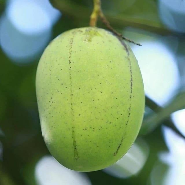 Plants Villa - Langra Mango Grafted & Hybrid Fruit Plant Plants Villa - Langra Mango Grafted & Hybrid Fruit Plant