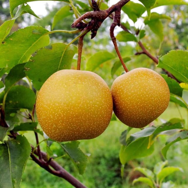 Plants Villa - Asian Golden Nashpati Peargrafted Fruit Plant