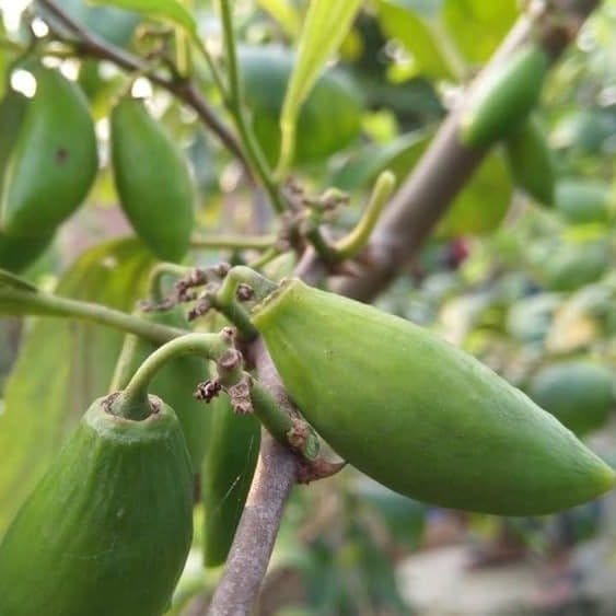 Plants Villa - Coconut Apple Ber Grafted & Hybrid Fruit Plant Plants Villa - Coconut Apple Ber Grafted & Hybrid Fruit Plant