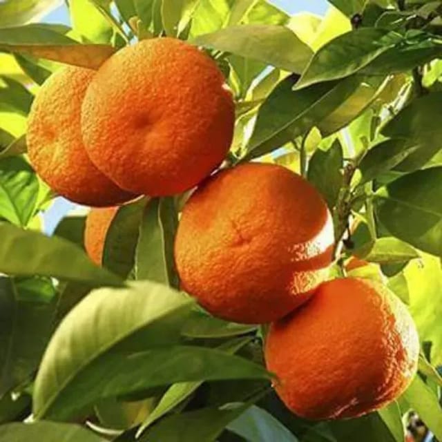 Plants Villa - Nagpur Sweet Orange Grafted & Hybrid Fruit Plant Plants Villa - Nagpur Sweet Orange Grafted & Hybrid Fruit Plant