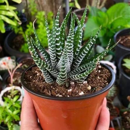 Plants Villa - Zebra Haworthia Fasciata Rare Succulent Live Plant Plants Villa - Zebra Haworthia Fasciata Rare Succulent Live Plant