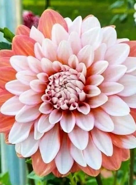 Plants Villa - Dahlia Flower Plant Verigated White (PV15952)