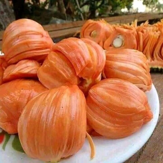 Plants Villa - Gumless Red Jackfruit Grafted & Hybrid Fruit Plant