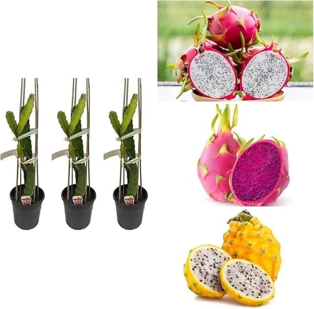 Plants Villa - Dragon Fruit Combo Offer (Pack Of 3 Colours) Plants Villa - Dragon Fruit Combo Offer (Pack Of 3 Colours)