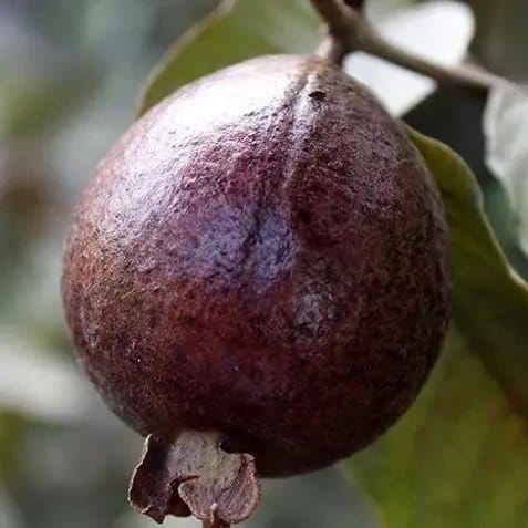 Plants Villa - Thai Variety Gauva | Grafted Fruit Plant Red