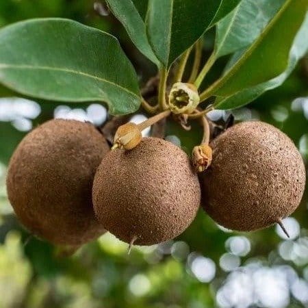 Plants Villa - California Chikoo Grafted & Hybrid Fruit Plant Plants Villa - California Chikoo Grafted & Hybrid Fruit Plant
