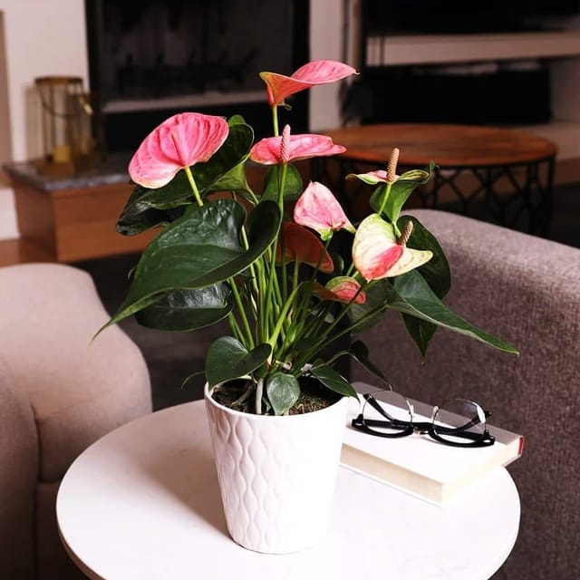 Plants Villa - Anthurium Andreanum Gift Plant Pink