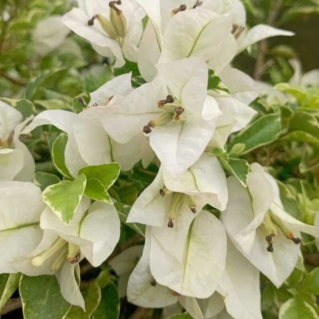 Plants Villa - Verigated King Bougainvellia Flower Plant White Plants Villa - Verigated King Bougainvellia Flower Plant White